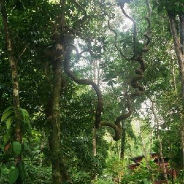 Kopie_von_007_4.jpg  - © Hartmut Rademann